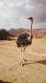Ostrich standing on landscape against cloudy sky during sunny day