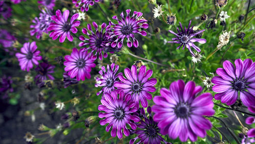 Close-up of purple flowers blooming outdoors