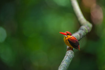 Close-up of bird perching on a branch