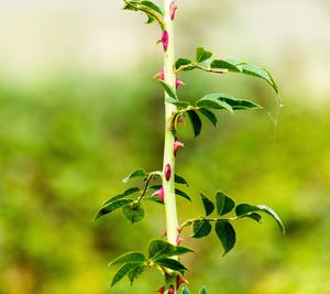 Close-up of plant