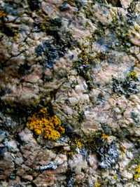 Full frame shot of lichen on rock