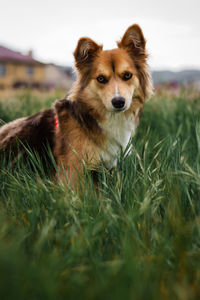 Portrait of dog sticking out tongue on field