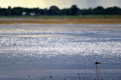 View of birds on land