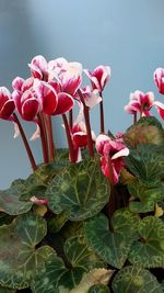 Close-up of pink flower