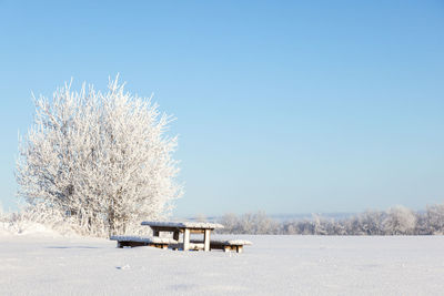 Trees on field against clear sky during winter