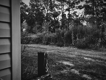 View of trees on field seen through window