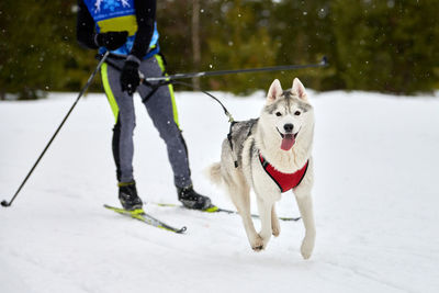 Skijoring dog racing. winter dog sport competition. siberian husky dog pulls skier. active skiing