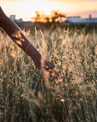 Close-up where a woman's hand caresses some grass at sunset
