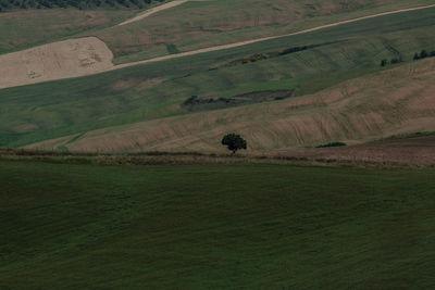 Scenic view of agricultural field
