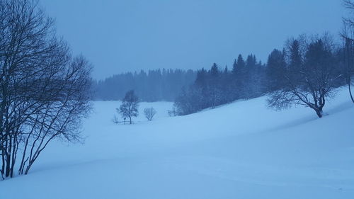 Snow covered land and trees against sky