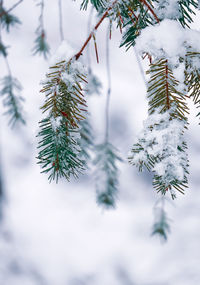 Close-up of pine tree during winter