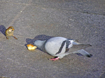 View of bird