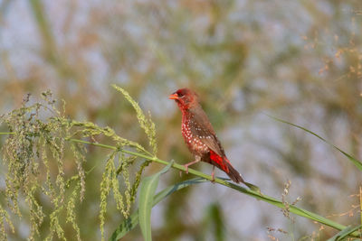 Close-up of a bird perching on branch