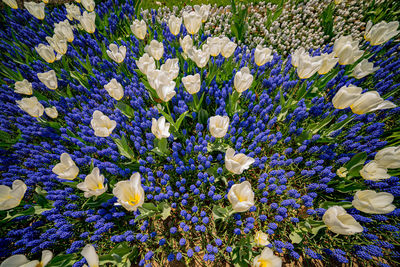 Full frame shot of white crocus flowers on field