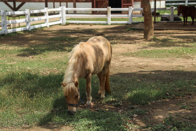 Horse grazing in a field