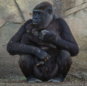 Gorilla and infant sitting outdoors