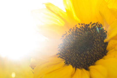 Close-up of sunflower blooming on sunny day