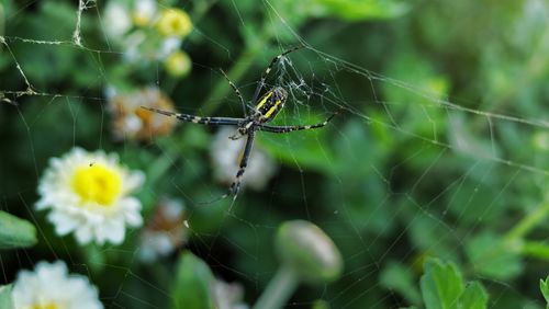 Close-up of spider on web