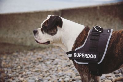 Close-up of a dog looking away