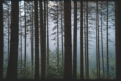 Pine trees in forest
