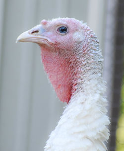 Close-up of a bird