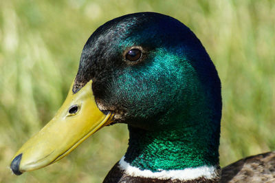 Close-up of peacock