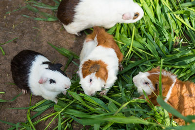 High angle view of rabbits on grass