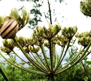 Close-up of plant against sky