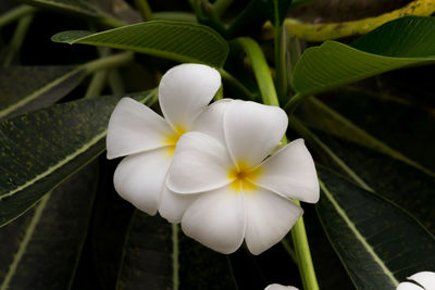 Close-up of white flowering plant