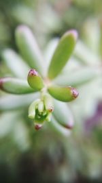 Close-up of flower bud