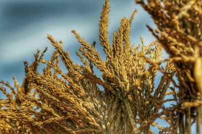 Low angle view of stalks on field against sky