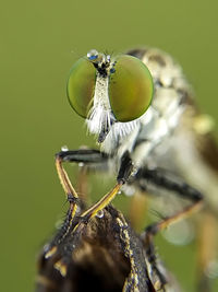 Close-up of insect