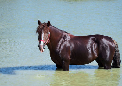 Horse standing in a lake