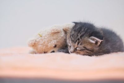 Close-up of a cat sleeping