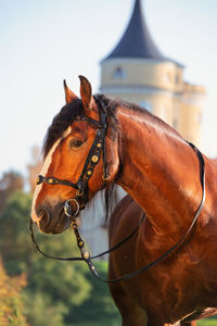 Close-up of a horse