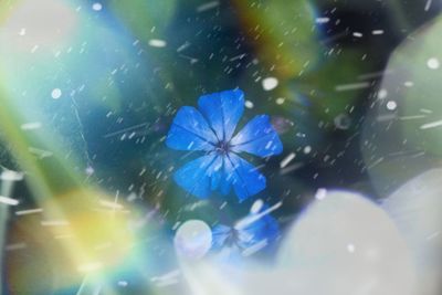 Close-up of blue water lily