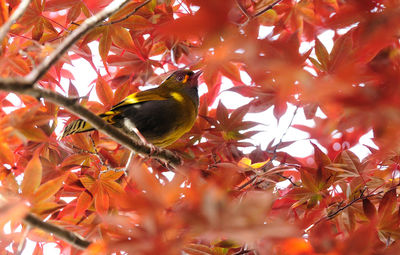 Low angle view of bird perching on tree