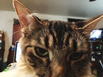 Close-up portrait of a cat