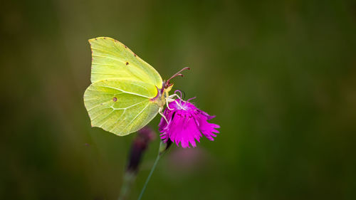 Close-up of butterfly on purple flower