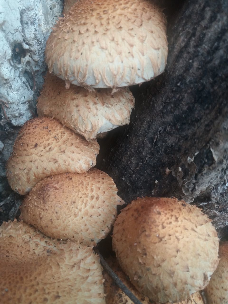 HIGH ANGLE VIEW OF MUSHROOMS ON WOOD