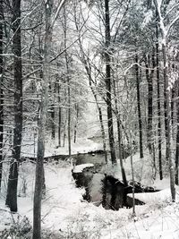 Snow covered trees in forest