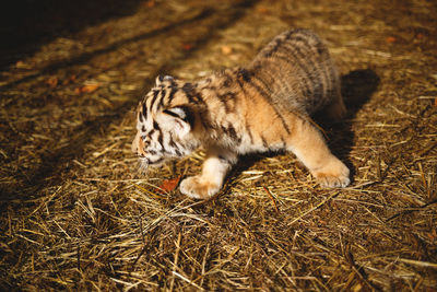 High angle view of a cat on land