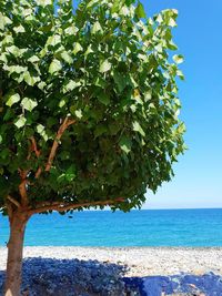 Tree by sea against sky