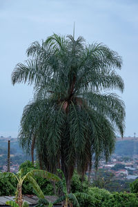 Palm trees against sky