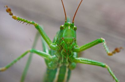 Close-up of insect on leaf