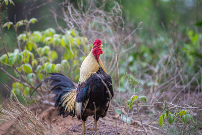 Thai native chickens are popularly raised according to nature.
