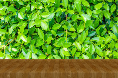 Close-up of green leaves on wooden floor