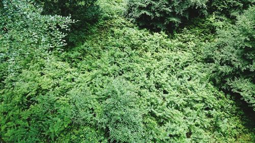 View of green forest