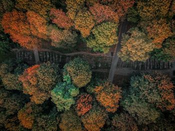 High angle view of plants growing in forest during autumn