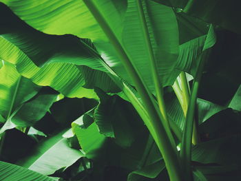 Close-up of leaves